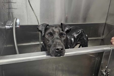 Adoption Rescue Photo Gallery