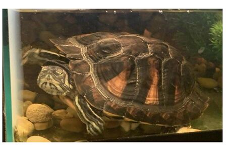 Pet turtle