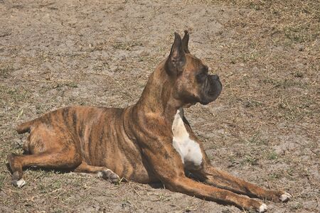 Elegant and beautiful 