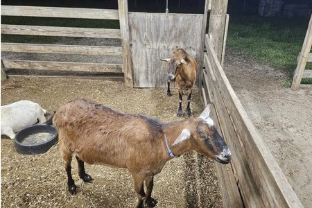 Farm sitting the goats