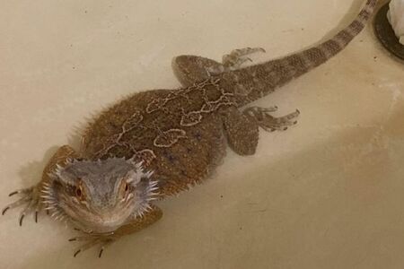 Bearded dragon