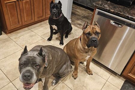 Yulianna, Giselle, and Watiri  patiently waiting on their treats!
