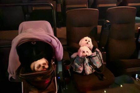 pup trip to the movies! 