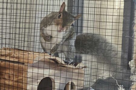 squirrel sitting 