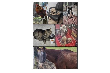 Pet Sitting Services in Palm Bay, Florida
