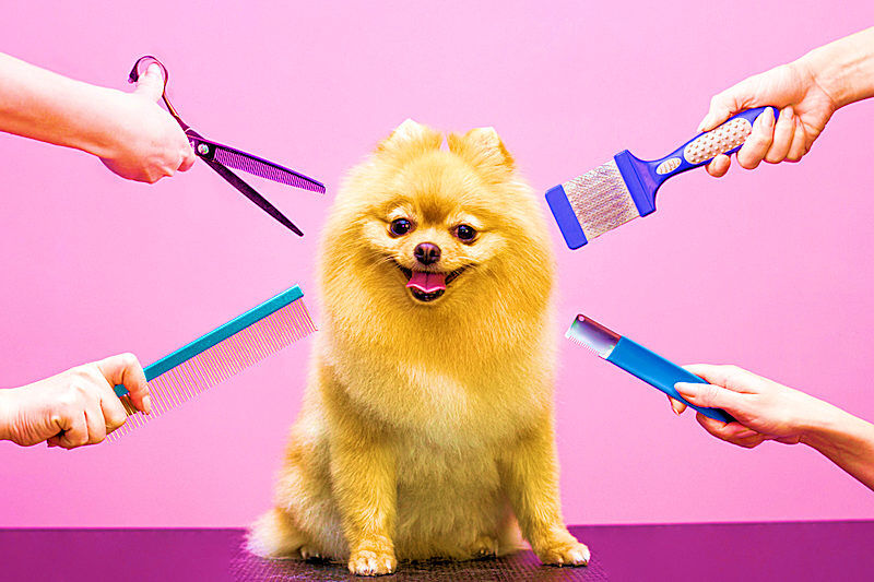 Pet Grooming Services