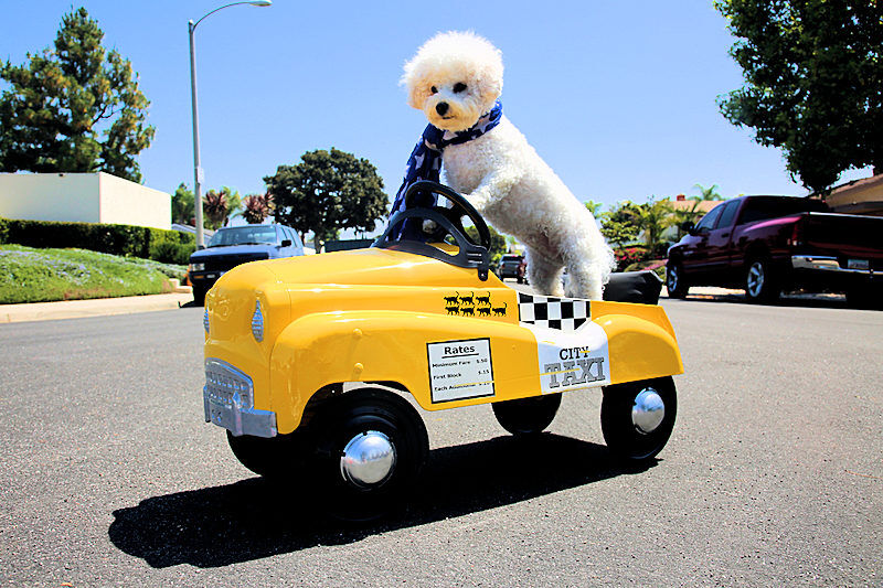 Pet Taxi Services