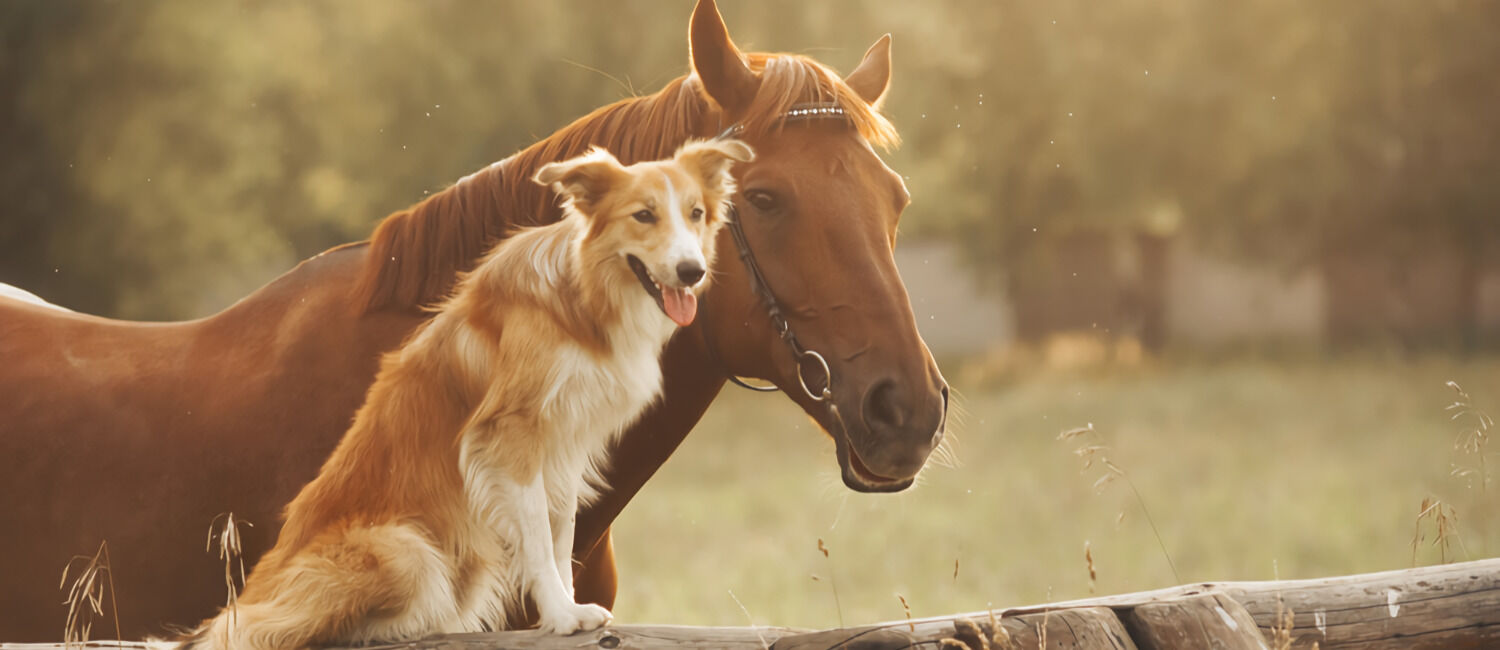 Photo of a Brown Horse with a Brown and White Dog - Pet care in Palm Bay, Florida